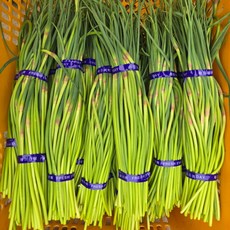 [당일배송] 국내산 특품 선별 햇 마늘쫑, 1개, 600g