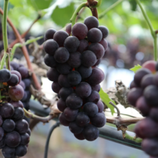 고당도 하우스 거봉, 1세트, 하우스 거봉 800g 1송이