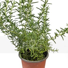 꽃사랑식물나라 크리핑로즈마리 허브 로즈마리 꽃 관엽 공기정화식물 식물키우기 플랜테리어, 1개