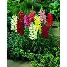 파종후 두달이면 개화하는 봄꽃 55종 선택구매 (1/2), 1개, 26. 금어초 중간키 혼합 100립