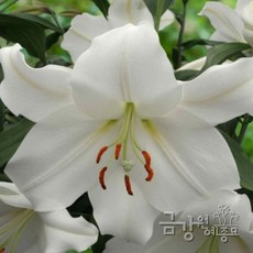 향기로 기억되는 백합 11품종 컬렉션 금강원예, 1개, 카사블랑카