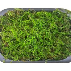 깃털이끼 참깃털 대용량(60x30cm) 천연 이끼 테라리움 재료 DIY 만들기, 1개