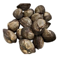 제철 피꼬막1kg 외 해산물고르기 당일조업, 1개