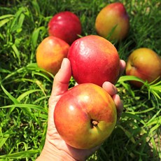 [타임특가] 금메달농수산 당도선별 고당도 추희자두, 1개, 2kg 특