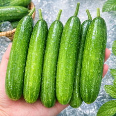 [50박스한정초특가] 재구매율1위 수분가득 아삭한 미니오이, 1박스, 500g