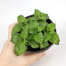아비가든 허브 민트 6종, 2개, 6.스피아민트 1+1