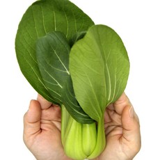 국내산 특품 청경채 반박스 2kg 쌈채소 샤브샤브, 청경채 반박스(2kg)