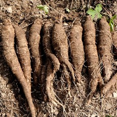 정선 생더덕 1kg 강원도 산더덕 (대/중/소 옵션 선택) 정선더덕농원, 산더덕 (소) 1kg, 1개