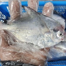 생물 횟감 병어 1kg, 1개