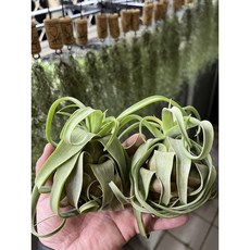 空氣鳳梨 電捲燙 （已成形）（適合新手入門）快速上手，輕鬆打造自然蓬鬆捲髮，展現多變造型, 1個, 單植物