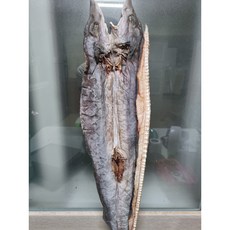완도 상어 반건조 제수용 말린상어 제사용 건상어포 시향 시제 죽상어 돔베기, 중(가정용)500-700g, 1개