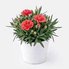 갑조네 향카네이션 카네이션 꽃 화분 모종 향기나는꽃 노지월동 어버이날, 1개, 주황