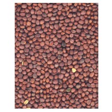 새싹 무순 씨앗 500g 새싹무순씨, 무순씨앗500g, 1개