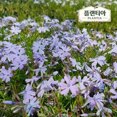 플랜티아 꽃잔디 모종 에메랄드 연보라 포트묘 정원용 다년초 꽃잔디묘 농장직송, 30개