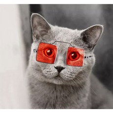 강아지 선글라스 도글라스 2종, 핑크