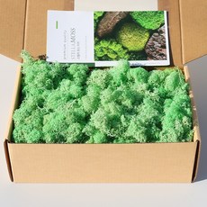 스텔라 모스이끼 그린여름의끝자락 200g 천연인테리어소품 조화소재