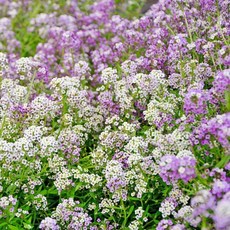 스위트 알리섬 원더링 혼합 씨앗 30립 (유아그린/L0302), 1개