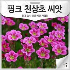 핑크 천상초 씨앗 운간초 종자 천상화 꽃씨 씨 100알, 1개