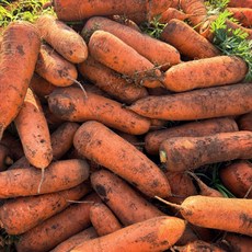 맛통령 국내산 제주 구좌 흙당근, 1개, 흙당근 (특상) 5kg