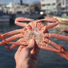 특품 북해도 자숙 대게 일본대게 박달 대게 킹크랩 대게 찜 찐대게 북해도대게, 1개, 3.5kg 12-15미