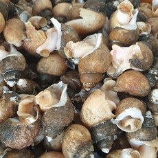 자숙 동해안 자연산 흑골뱅이, 1박스