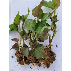 식용허브모종/토종민트(박하)5개/레몬밤5개/어성초5개/캐모마일5개, 어성초5개, 1세트