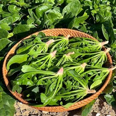 이른밭 국내산 시금치 산지직송, 1개, 4kg