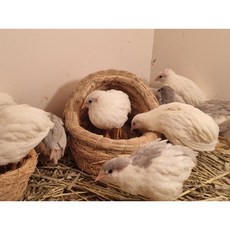 미니메추리 둥지 은신처 조류둥지 (돔형둥지)