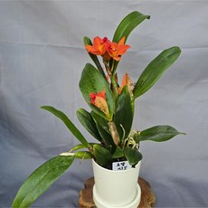 로야시크릿/카틀레아(고급토분 식재), 1개