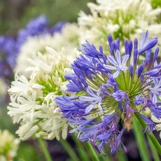 [큐가든] 아가판서스 숙근 유럽 직수입 여름꽃 뿌리 특선, 1. 블루, 1개