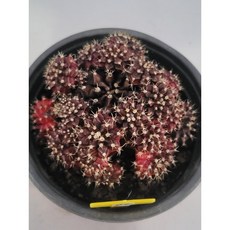 [가람다육] 무지개 선인장, 1개, 무지개97