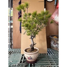 霏霏園藝 日本八房五葉松, 1個