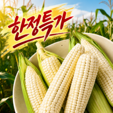 [26년 수확] 국산 쫀득쫀득 고당 미백 찰옥수수 한정특가, 5개, 특품(16cm~)