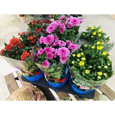 서비내 가을국화 중품 3가지 색상 랜덤발송 인테리어 플랜테리어 가을꽃
