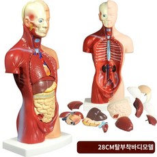 의사 교구 인체모형 내장 신체 마네킹 조립 골격 몸통 여성 의학 대뇌, 28cm 몸통모형(19개입) 컬렉션아이템