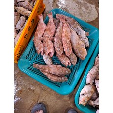 골라담는 반건조생선 놀래미 민어 도미 우럭 열기 솜뱅이 농어, 솜팽이, 중1마리, 1개