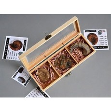 올원픽 화석 수집품 표본 삼엽충 고생물학 장식품, 1개, 3칸 암모나이트 + 군채 조개 + 빗 조개, 기본 젖꼭지 단계