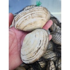 남해안 제철 자연산 우럭조개, 1개, 500g (6미 내외)