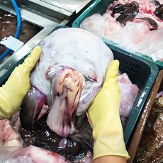 [비슈마켓] 산소 MAP포장 된 손질 생아귀 중매인 직접발송, 1kg, 2개