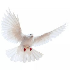 인조 깃털 비둘기 털 동물 박제 피규어 모형 선물 미니어처, 20cm, 1개