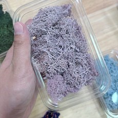 永生苔草 馴鹿苔 挪威進口moss，DIY玻璃盅微景觀素材，生態瓶裝飾，持久保鮮, 03