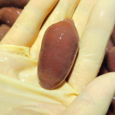 낚시용 개불 10마리 바다낚시 미끼용 개불, 1개, 낚시용개불 10마리