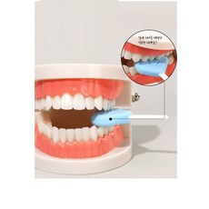 유치원 어린이집 올바른 양치 습관 교육 모형