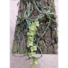 台灣大蜘蛛蘭／台灣原種無葉蘭花，板植設計，裸根出貨，居家綠植盆栽