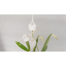 [신라난농원]마스데빌리아.스노우버드.백색.흰색꽃.필독뒷사진참고., 1개