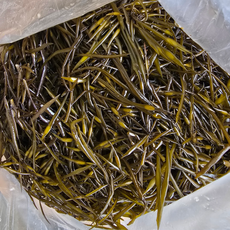 당일수확 생 톳나물 생톳, 1kg, 1개