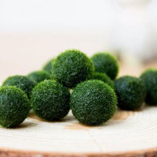 국산 마리모 단품, 1cm