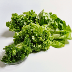 무농약 유럽샐러드 유러피안상추 1kg 샐러드채소, 1박스