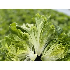 제주 유러피안 샐러드 혼합믹스(상세페이지 참고), 1박스, 1kg