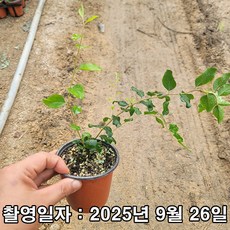 충주원예조경 / 장미조팝 / 포트, 1개